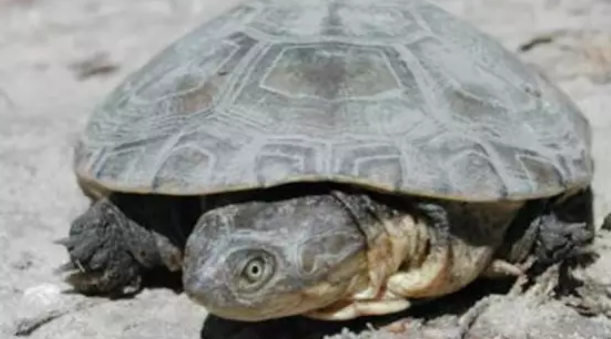 非洲棱背泥龟怎么认识主人