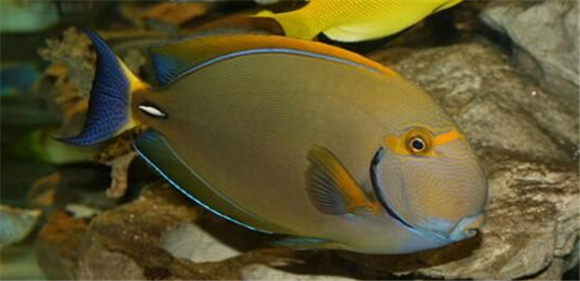 黑棘眼纹吊怎么养