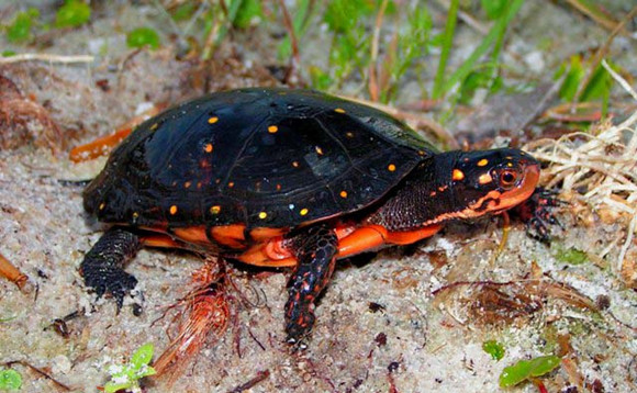 星点水龟冬眠吗