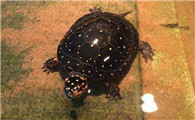 星点水龟能活多少年