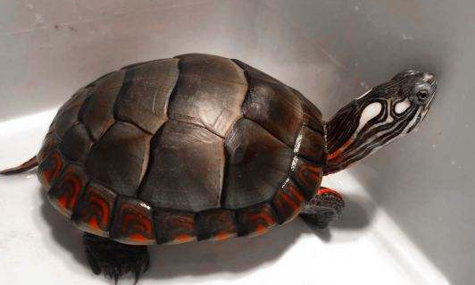 1,温度:饲养红纹锦龟时,需要将温度控制在28℃左右