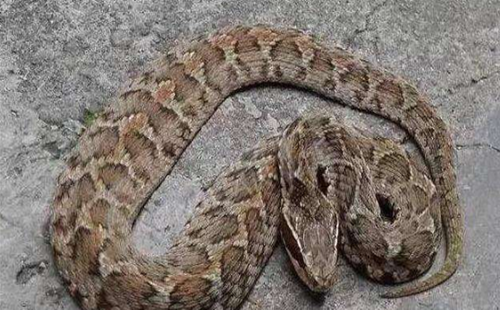 湖南土皮蛇图片
