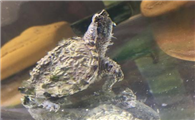 中美拟鳄龟吃什么食物最好