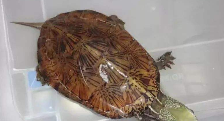 拟眼斑水龟怎么养 拟眼斑水龟怎么养