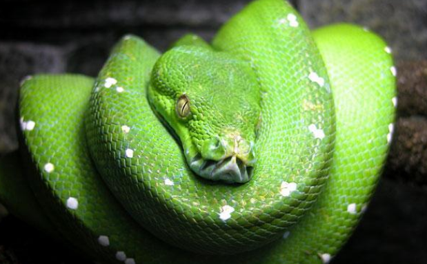 绿树蟒独特的栖息姿态,与翡翠树蚺