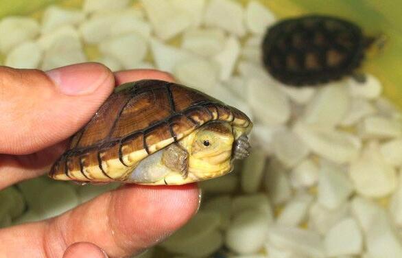 阿拉莫泥龟冬眠吗