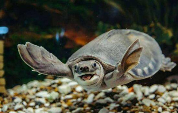 猪鼻龟雌雄如何辨别