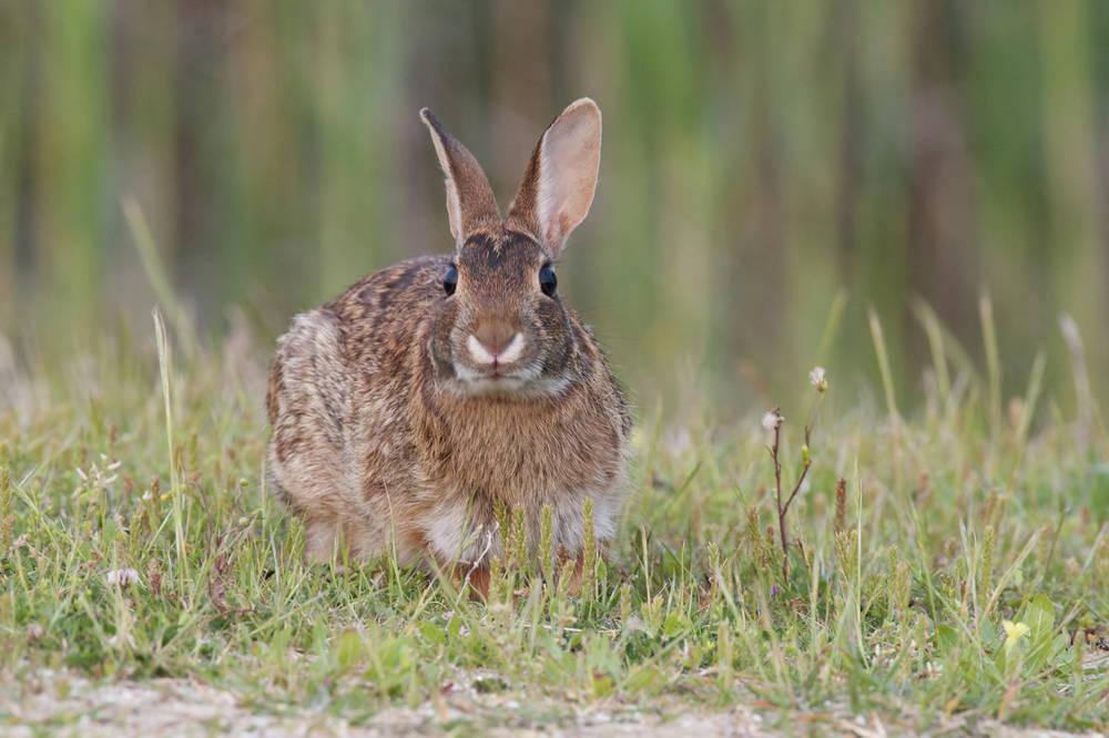 比家兔还小的东部棉尾兔，你们看过吗？