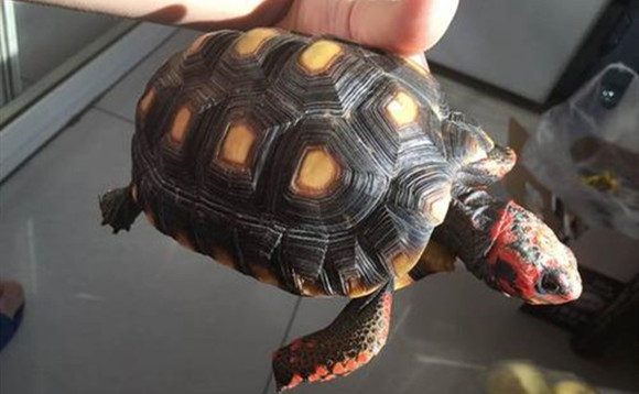 樱桃红腿陆龟怎么冬眠