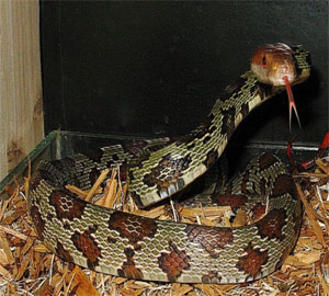 百花锦蛇的功效与作用