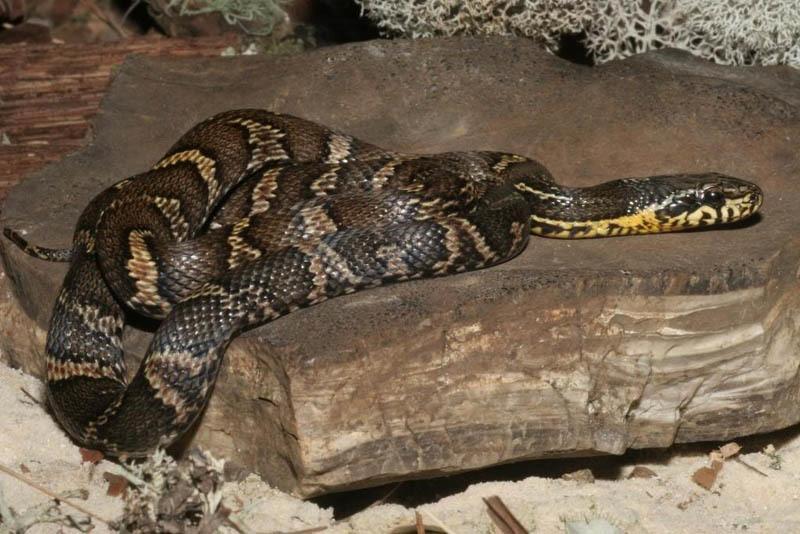 赤峰锦蛇吃什么 赤峰锦蛇吃什么