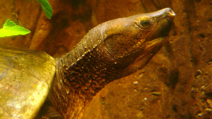 中美洲河龟冬眠吗