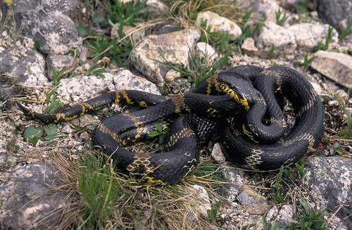 棕黑锦蛇有毒吗