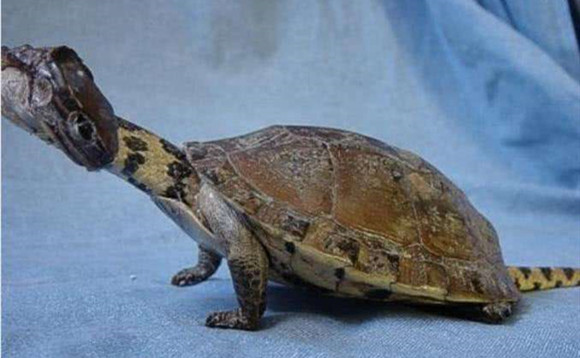 巨头蛇颈龟寿命多少年