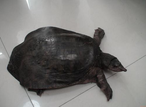 山瑞鳖腐皮怎么治