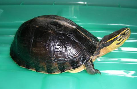 马来闭壳龟吃什么