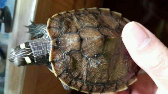 黄斑地图龟可以深水养吗