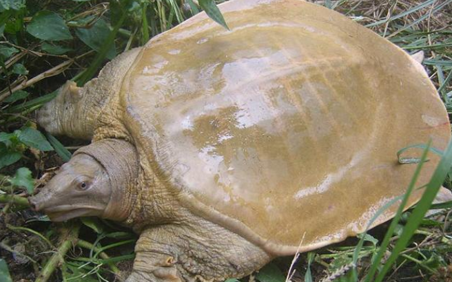 黄沙鳖认识主人吗