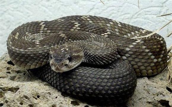 女神响尾蛇最大有多少斤