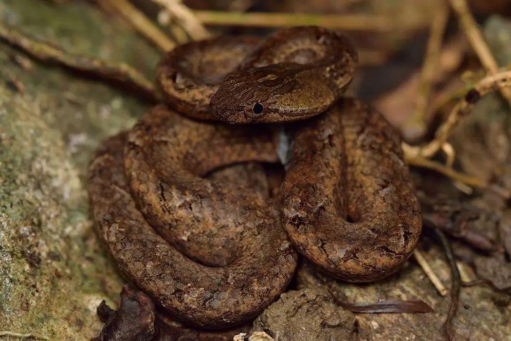 紫砂蛇外形特征