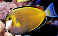 巧克力吊生病用什么药