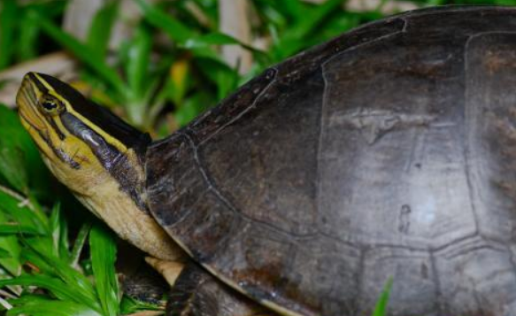 马来闭壳龟认识主人吗