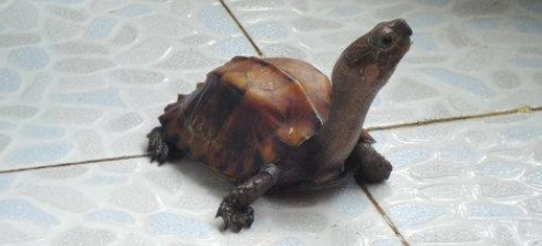 锯缘摄龟能活多少年