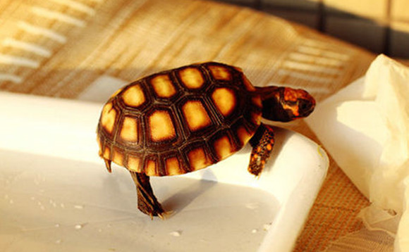 红腿陆龟好养吗