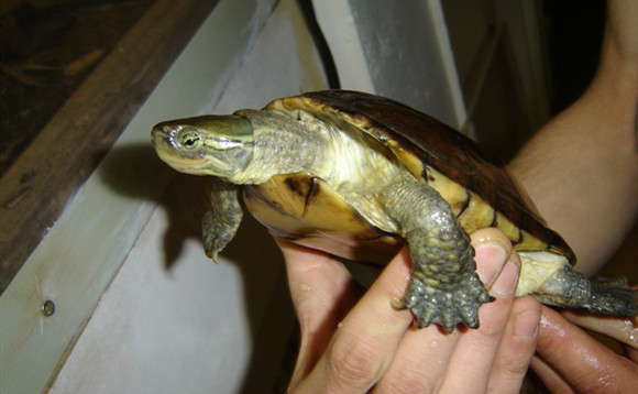 腊戍拟水龟值钱吗