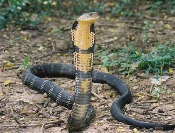 过山风的功效与作用