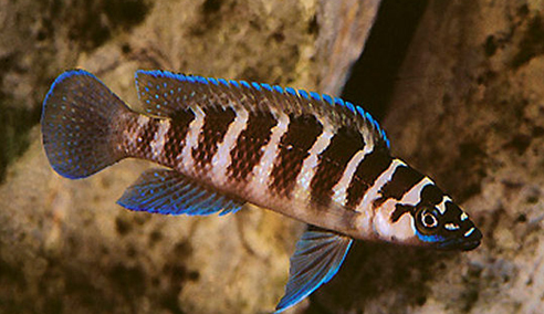 九间吊能繁殖吗