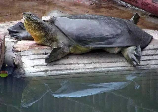 鼋可以深水养吗