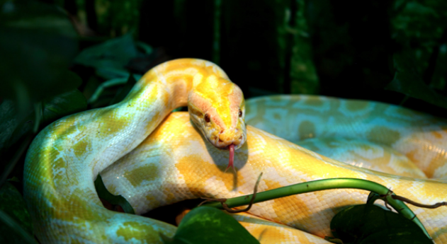 黄金蟒长什么样子-宠物网问答