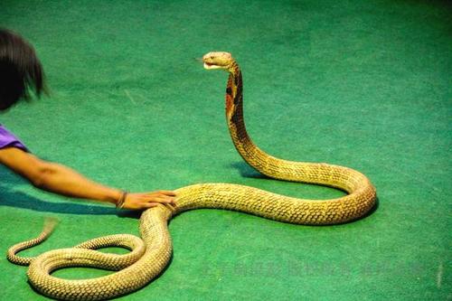 泰国眼镜蛇毒性有多大