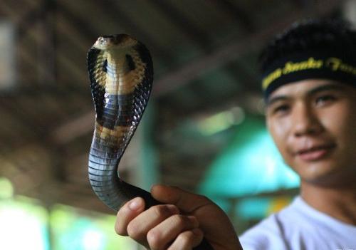 泰国眼镜蛇吃什么