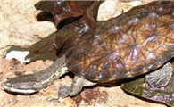 南美蛇颈龟寿命多少年
