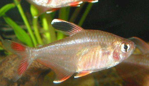 刚果扯旗鱼寿命多少年