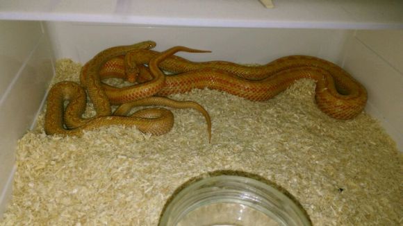 白条锦蛇最大有多大