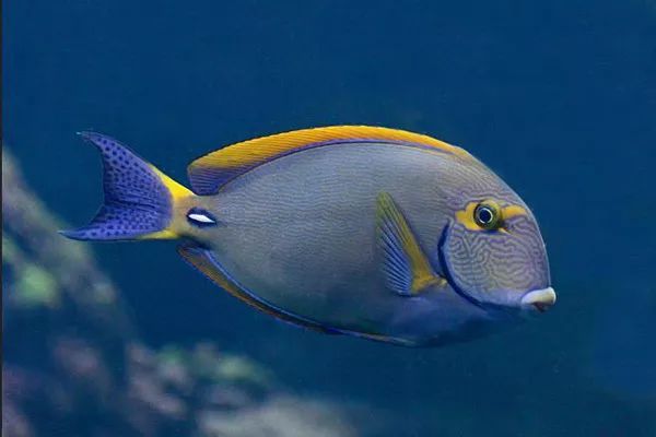 丝尾角吊的身体整个都是浅蓝色的,丝尾角吊的头上靠近眼睛的地方是灰