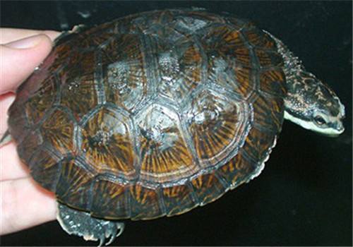 面具侧颈龟吃什么 面具侧颈龟吃什么