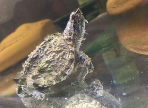 中美拟鳄龟吃什么食物最好