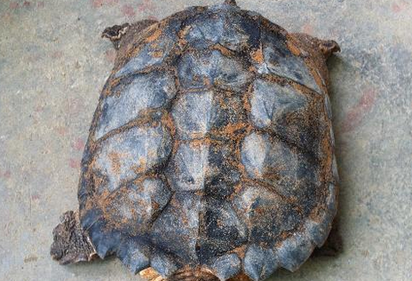 山龟寿命多少年