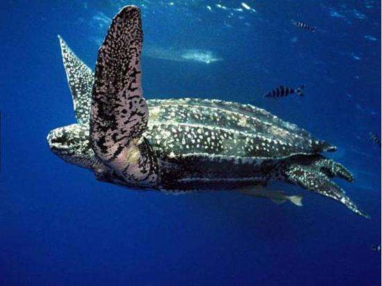 棱皮龟吃什么 棱皮龟吃什么