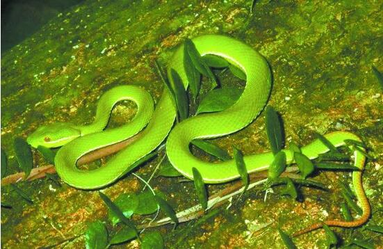 竹叶青蛇泡酒的功效