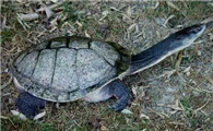 南美蛇颈龟可以深水养吗