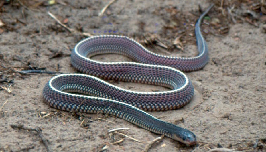 被锉蛇咬了有救吗