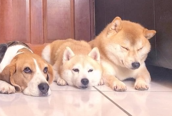 柴犬、狼狗、比高犬准备守门散步,因胶袋声神同步回头 柴犬、狼狗、比高犬准备守门散步,因胶袋声神同步回头