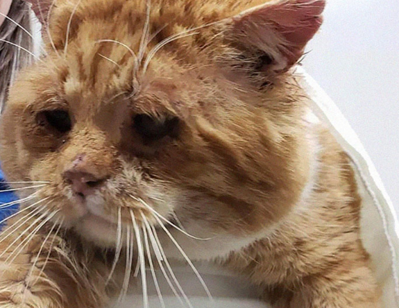 流浪猫大雪下濒死敲窗求救，获好心人送医