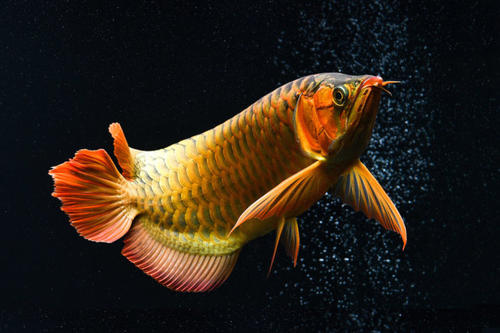 按鳞片颜色分类,大致可分为红龙鱼、青龙鱼和黑龙鱼五类