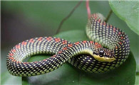 天堂树蛇是保护动物吗